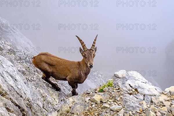 Alpine ibex