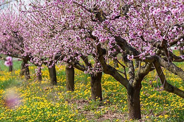 Flowering peach plantation