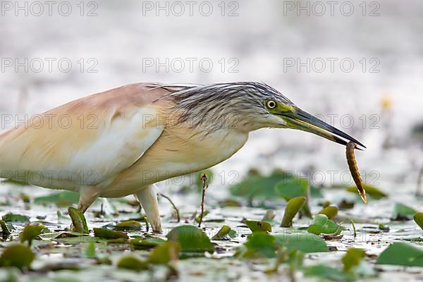 Squacco Heron