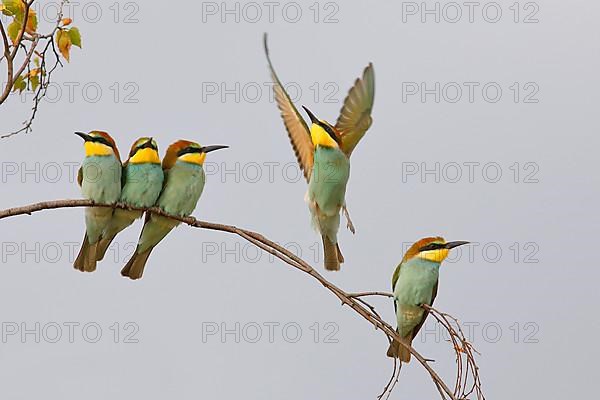 European Bee-eater