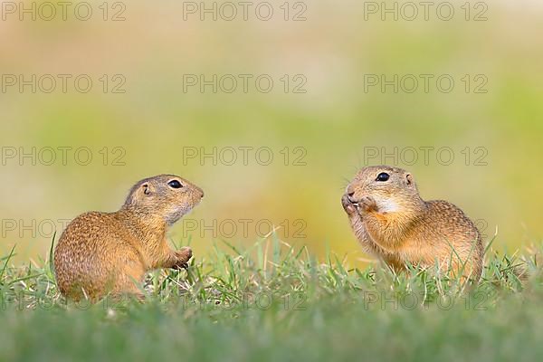 European ground squirrel