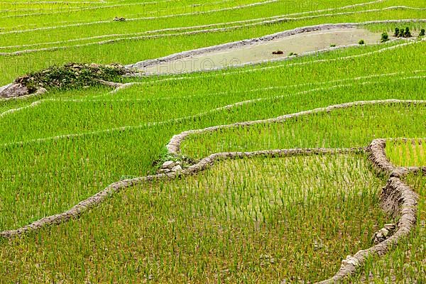 Rice field terraces