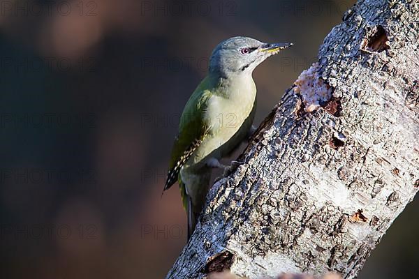 Grey-headed woodpecker