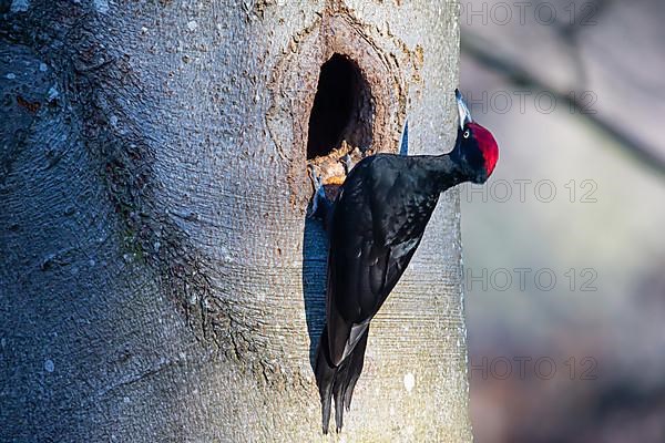 Black Woodpecker