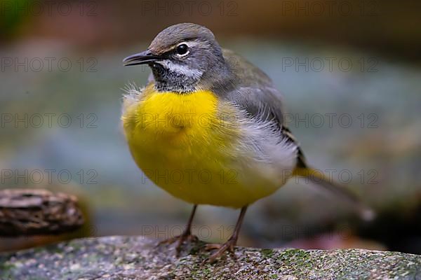 Grey Wagtail