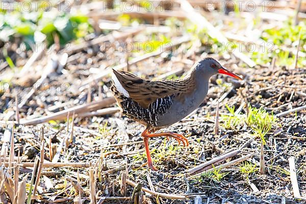 Water Rail