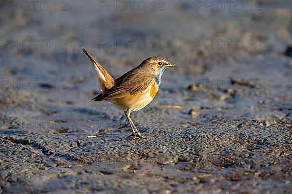 White-spotted bluethroat