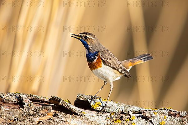 White-spotted bluethroat