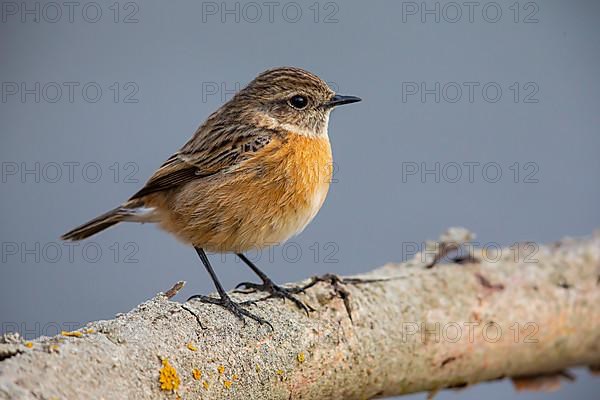 African stonechat