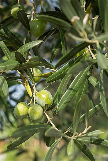 Olive tree