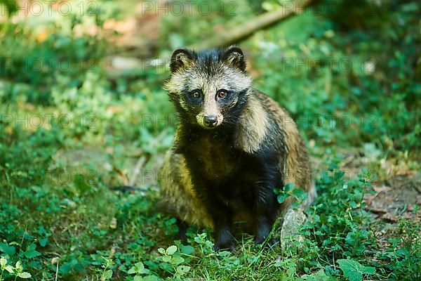 Common raccoon dog