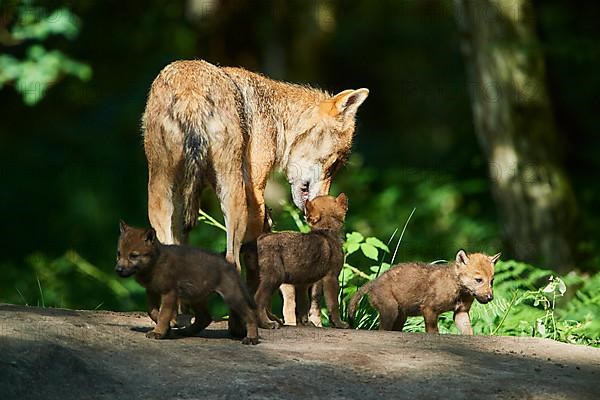 Eurasian wolf