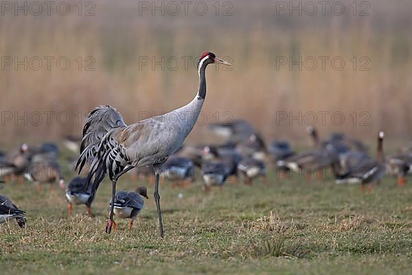 Common crane