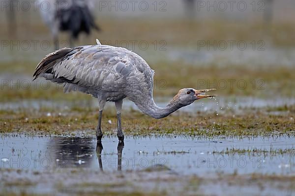 Common crane