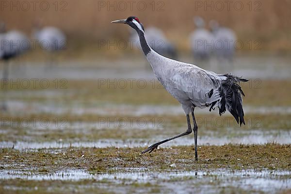 Common crane