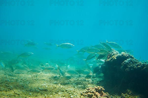 Salema porgy