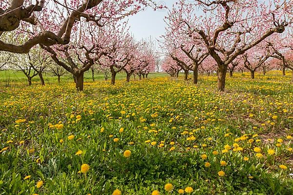 Flowering peach plantation