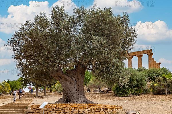 Old olive tree in the Valley of the Temples