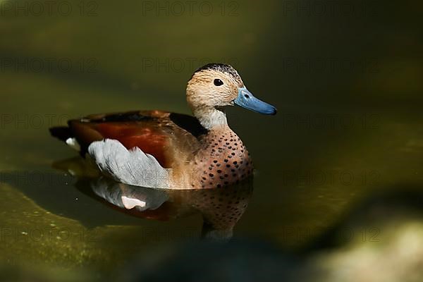 Ringed teal