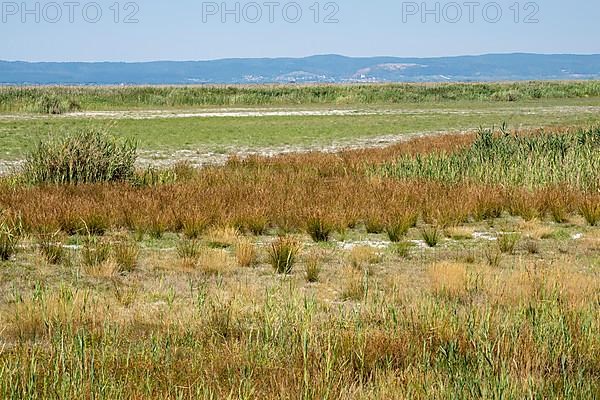 Heavily dried out horse paddock near Illmitz