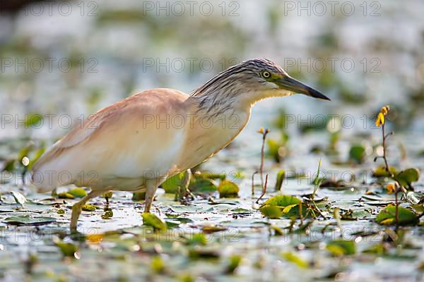 Squacco Heron