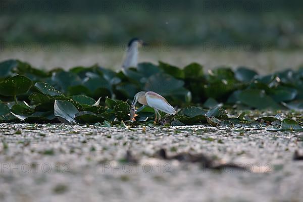 Squacco Heron