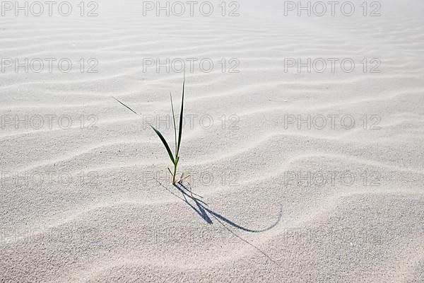 European marram grass