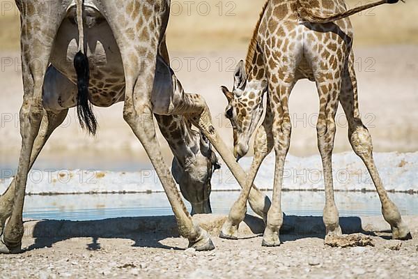 Angolan giraffes