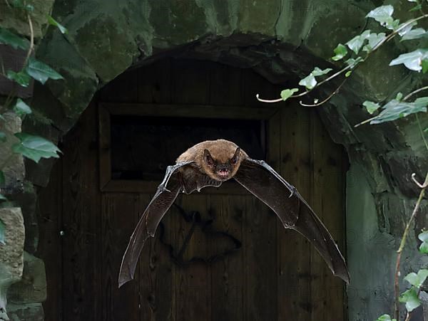 Common pipistrelle