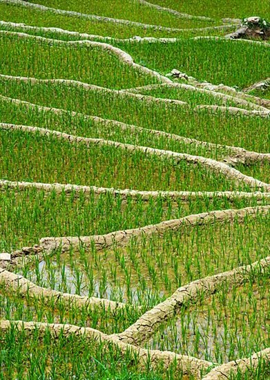 Rice field terraces