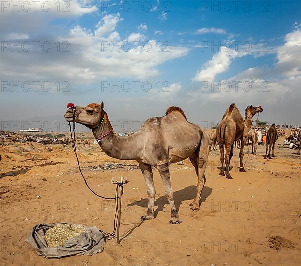 Camels at Pushkar Mela