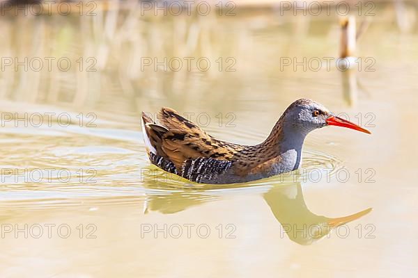 Water Rail