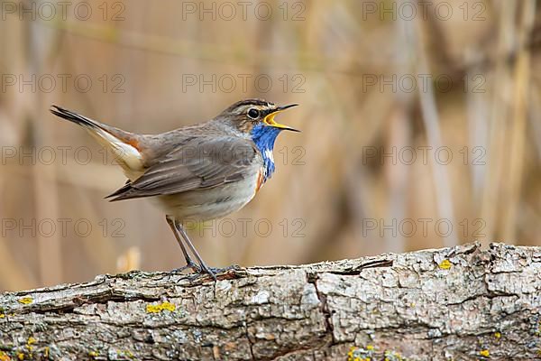 White-spotted bluethroat