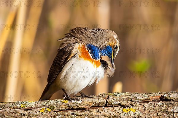 White-spotted bluethroat