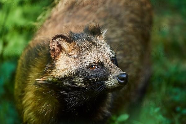 Common raccoon dog