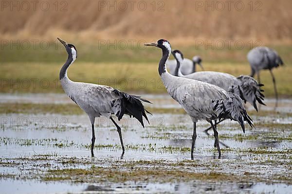 Common crane