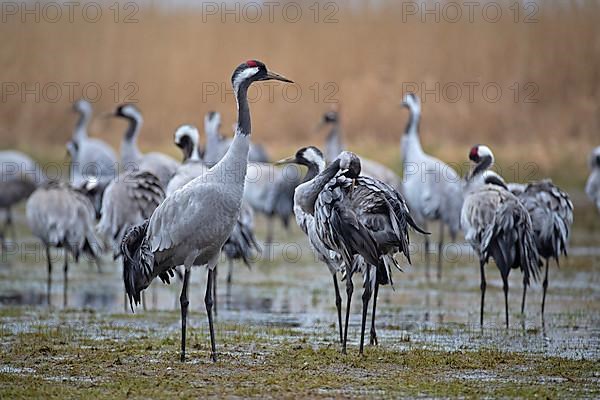 Common crane