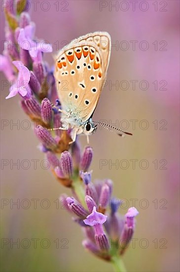 European common blue