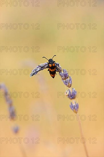 Blister beetle