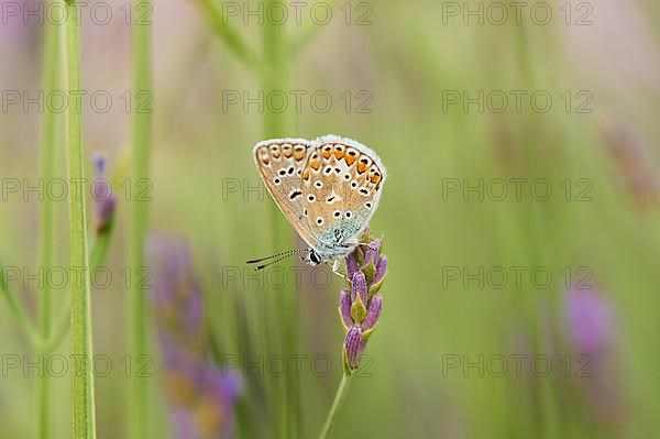 European common blue