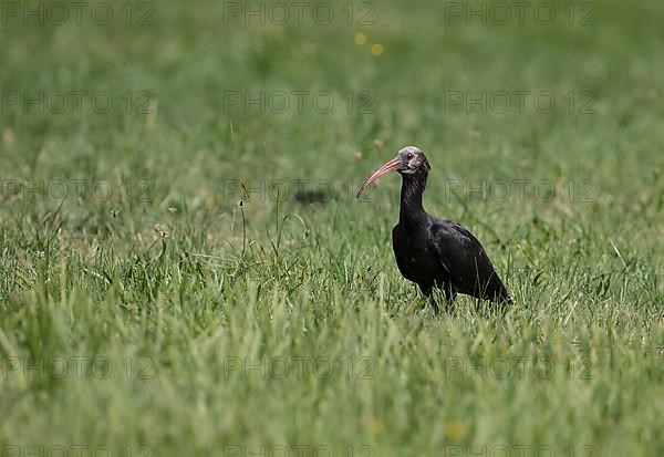 Rare northern bald ibis