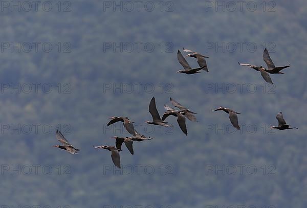 A flock of Steller's Northern Bald Ibis