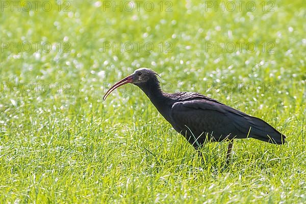 Rare northern bald ibis