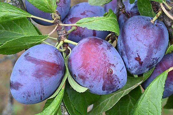 Damson