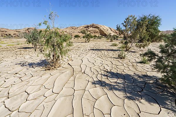 Bushes and trees grow in a dry river bed