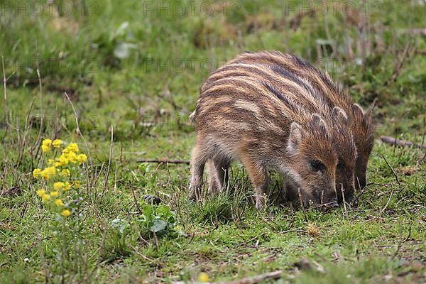 Wild boar