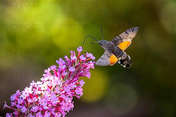 Hummingbird hawk-moth