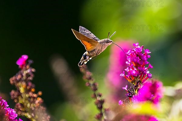 Hummingbird hawk-moth