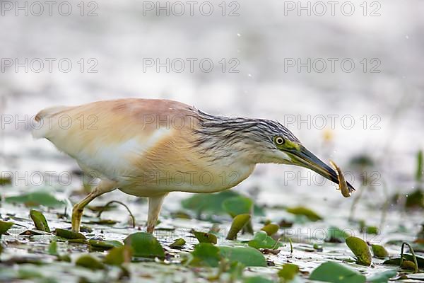 Squacco Heron