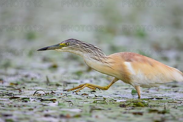 Squacco Heron